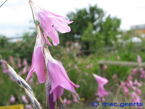 Dierama mossii